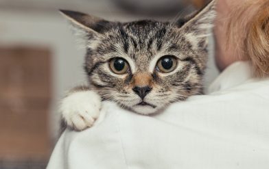 How to train your kitten to use the litter box