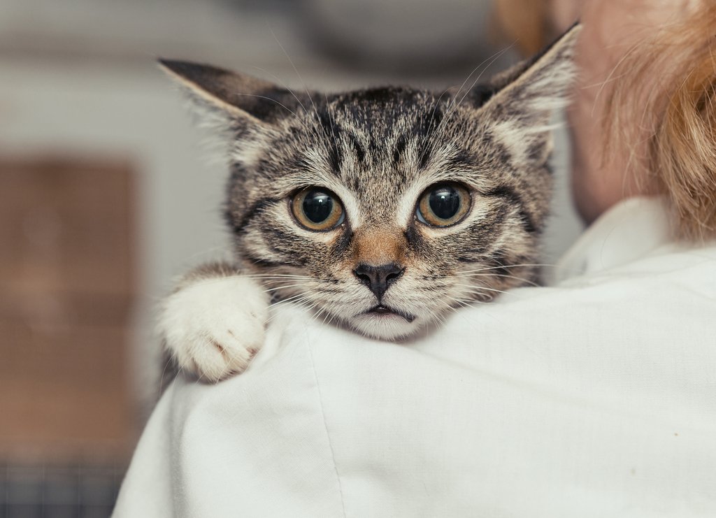 Litter Box Training Your New Kitten