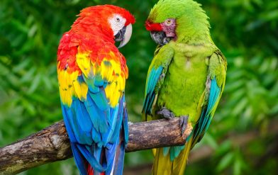 Which macaw species are available in Australia?